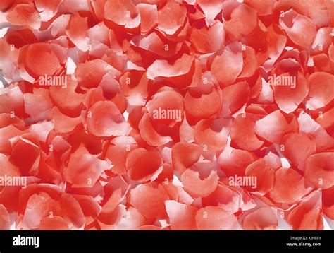 full frame close   red rose petals  fragrant natural background