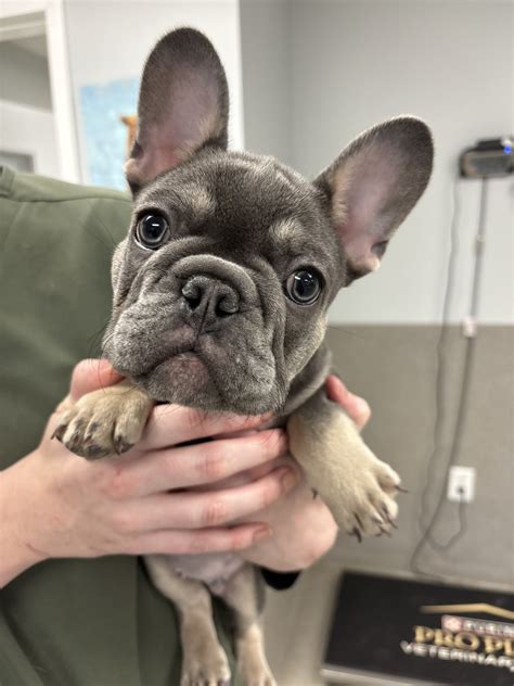 sugar hill animal hospital 8