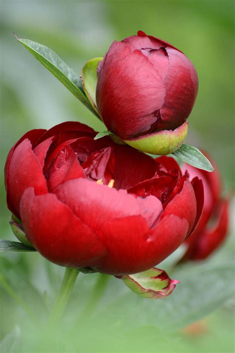 when do you cut peonies back 8