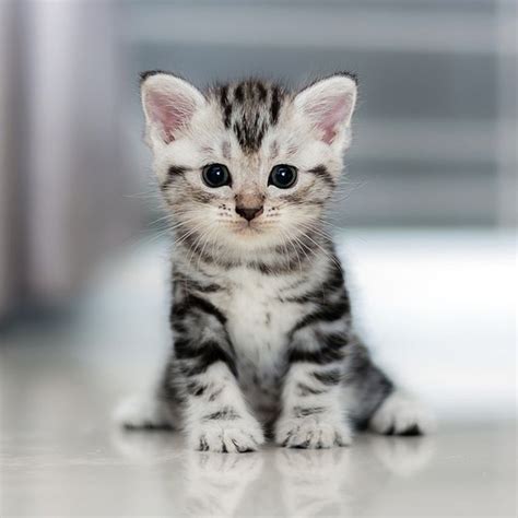 Katzen Baby | Çok şirin hayvanlar, Cute kittens, Güzel kediler