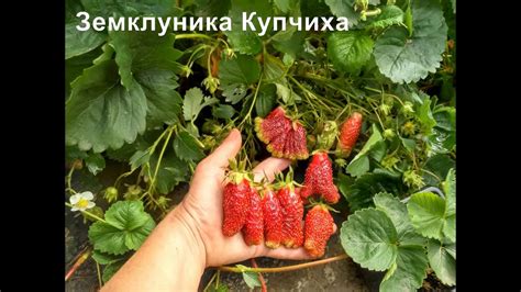 Земклуника Купчиха в Беларуси - только лучшее для вашего сада. - YouTube