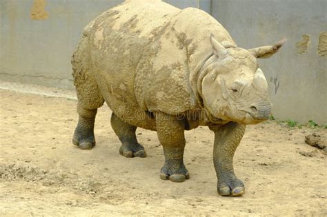 Indian rhinoceros stock photo. Image of adventure, bovine - 279360912