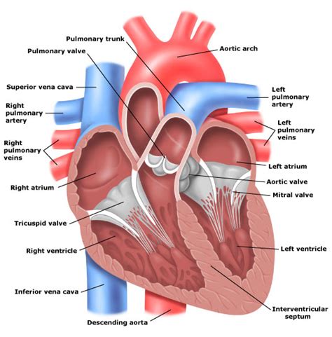 MEDICAL NURSING: Anatomy of Heart