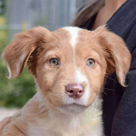 Dog for Adoption - Winnie, a Australian Shepherd in Bolingbrook, IL
