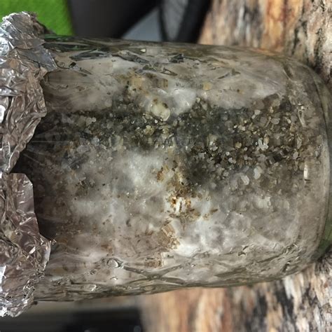 Shroomery - Contam?