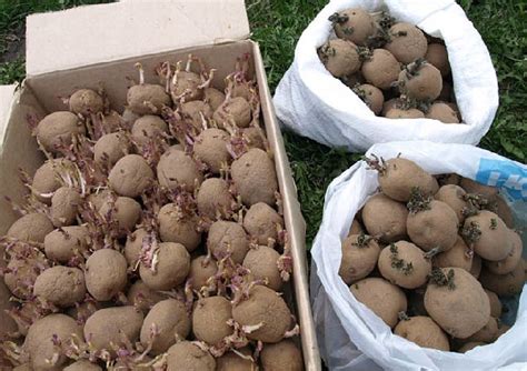 Технология выращивания картофеля без окучивания и прополки
