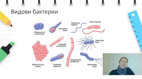 VIII одделение - Биологија - Подредување на живите организми - YouTube