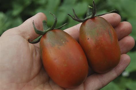 Томат черри Черный Водопад (Datterino nero cherry, Финиковый черный ...