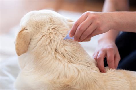 Tick Prevention for Pets in Northern Rivers - Bangalow Vets