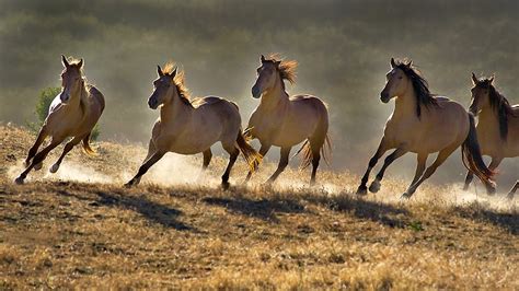 U.S. Government Backs Down on Plan to Slaughter 45,000 Wild Horses ...