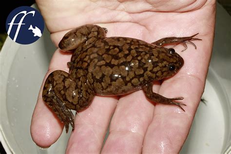 Xenopus