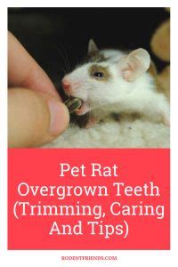 Pet Rat Overgrown Teeth (Trimming, Caring And Tips) - Rodent Friends