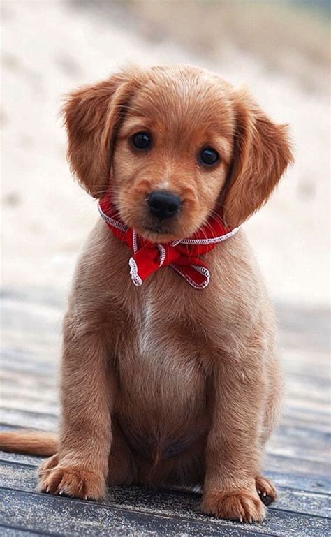 ~R~ Love the expression on this little cutie. (con immagini) | Cuccioli