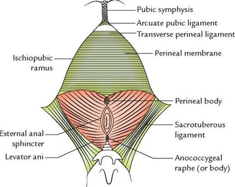 anococcygeal raphe