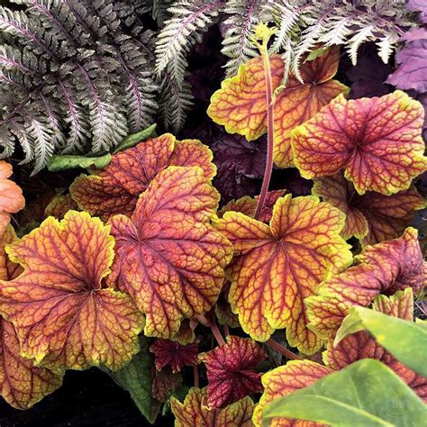 Гейхера Делта Доун (Heuchera Delta Dawn) купить в Москве по низкой цене ...