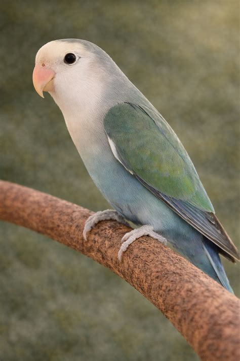 【保存版】コザクラインコの色一覧図鑑｜性格や見え方の違いも解説 | コザクラインコの性格から飼育までのまとめサイト