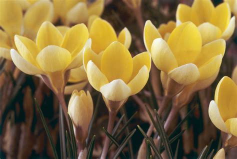 14 Beautiful Crocus Varieties to Plant