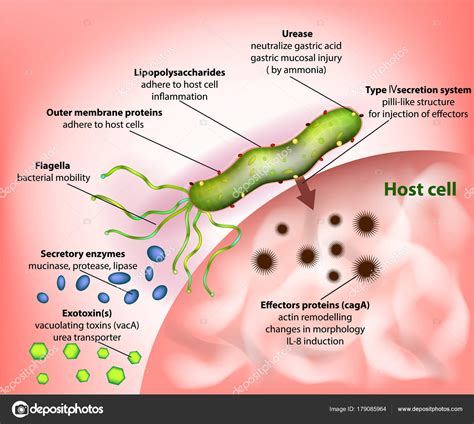 Helicobacter Pylori Campylobacter Pylori Virulence Factors Process ...