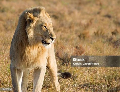 singa besar jantan foto stok  gambar  alam berburu