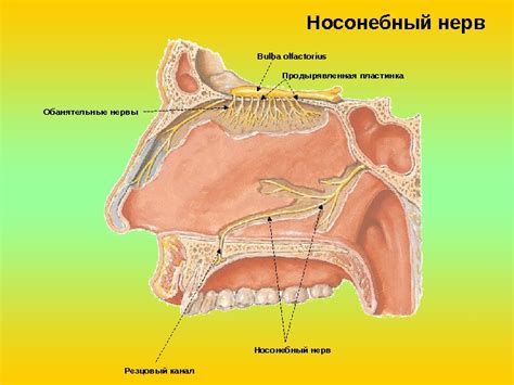 Глазничный нерв Верхнечелюстной нерв Нижнечелюстной нерв. Гассеров узел