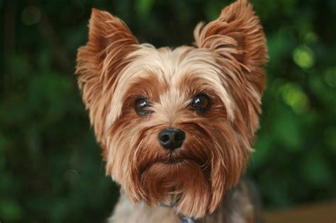 complete guide  yorkshire terriers history characteristics