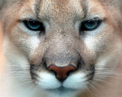 animales de cordoba  el mundo puma puma concolor familia felidae
