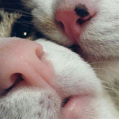 Создать мем "кошачьи зубки милые, кошачий поцелуй, котик целует ...