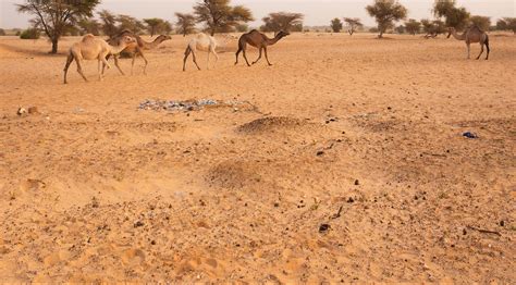 Eat Local in Mauritania