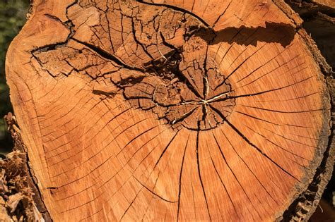 lemn trompa textura fotografie gratuita pe pixabay