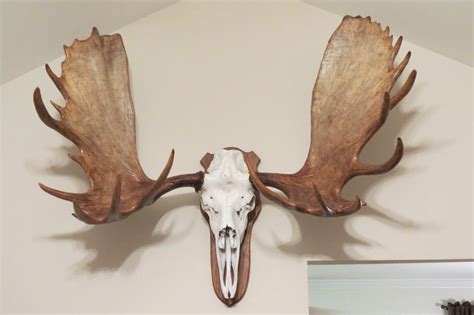 european moose head hunting