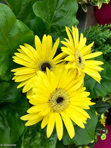 African Daisy Phoenix | [+] African Daissy Blog