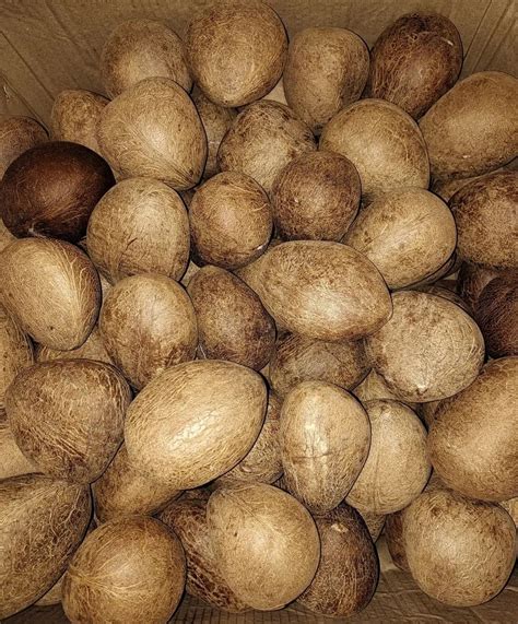 dry coconut copra  rs kilogram coconut copra  satna id