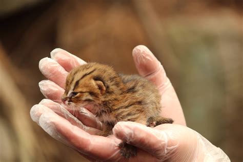 Rusty-spotted cat, April 2015 - ZooChat