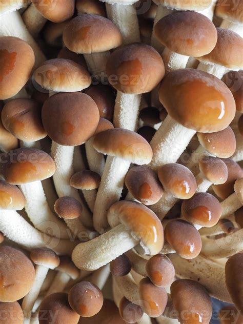 poplar mushrooms aka velvet pioppini mushroom food 5381366 Stock Photo ...
