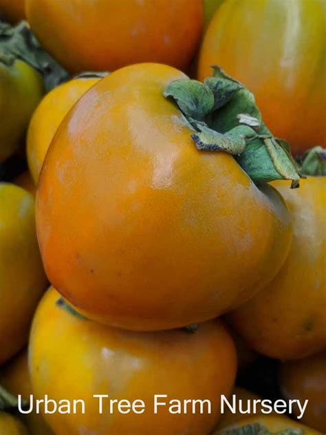 fruit persimmon hachiya urban tree farm nursery