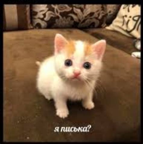 Я писька? | Пикабу