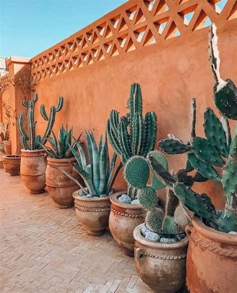 Cactos Grandes Em Vasos - Tipos de Cactos: +70 Arranjos Lindos Para Cultivar Em Casa - Viva decora