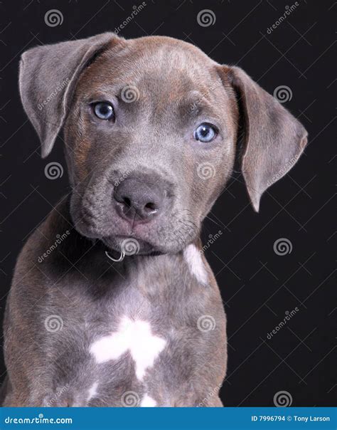 Grauer Hund stockfoto. Bild von entzückend, nett, schön - 7996794