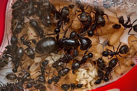 Ant Farms With Queen