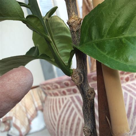 botany - Explaining a branch with visibly different leaves on Citrus