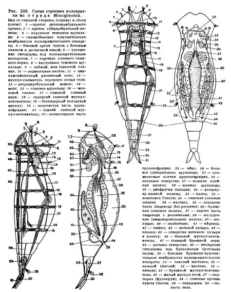 КЛАСС КОЛОВРАТКИ (ROTATORIA) - это... Что такое КЛАСС КОЛОВРАТКИ ...