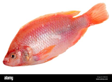 Tilapia Fish Look Like