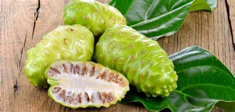 Noni Serve Para Quê - Noni Fruta: Para que serve, valor nutricional, benefícios e uso | Cura ...