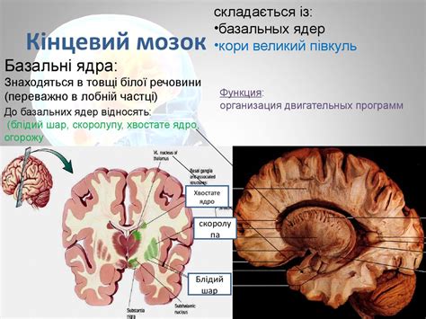 Часна фізіологія ЦНС - презентация онлайн
