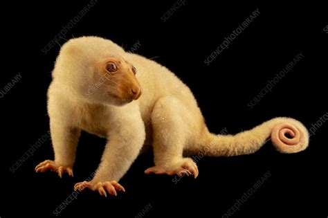 Common spotted cuscus - Stock Image - C059/8866 - Science Photo Library