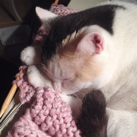 Коша... Такая коша... В наглую залегла на вязание! В тот момент, когда ...