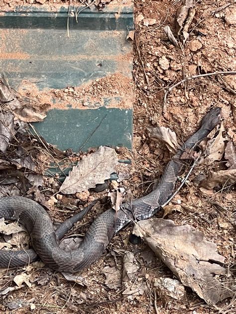 Found this guy behind my shed in Wilkes County NC : r/iNaturalist