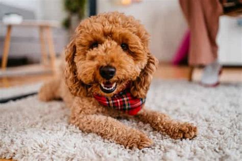Everything About The Mini Labradoodle: Complete Guide