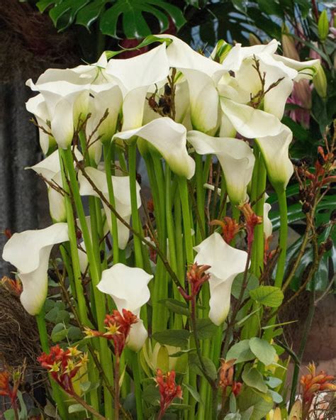 Calla 'Captain Ventura' bulbs - Buy online at Farmer Gracy UK