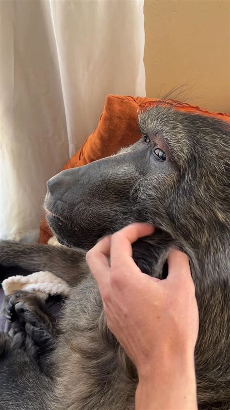 This video was taken back in november when Cindy the baboon became ...